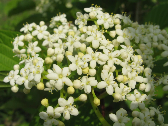Viburnum sieboldii image