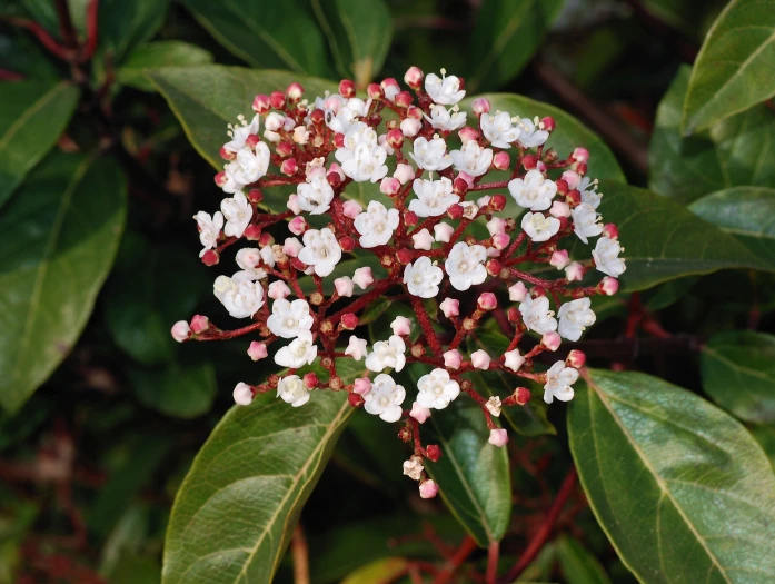 Viburnum tinus image