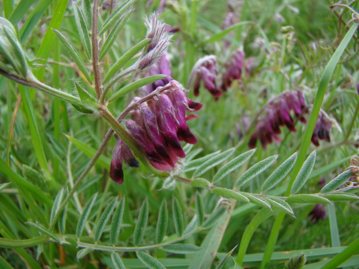 Vicia benghalensis image