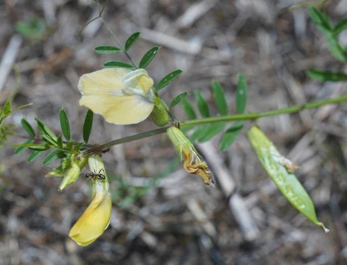 Vicia grandiflora image