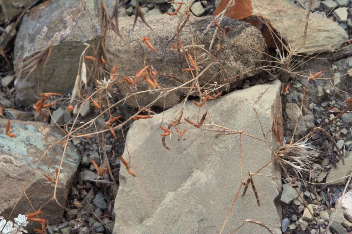 Vicia lentoides image
