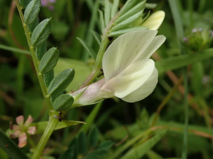 Vicia lutea image