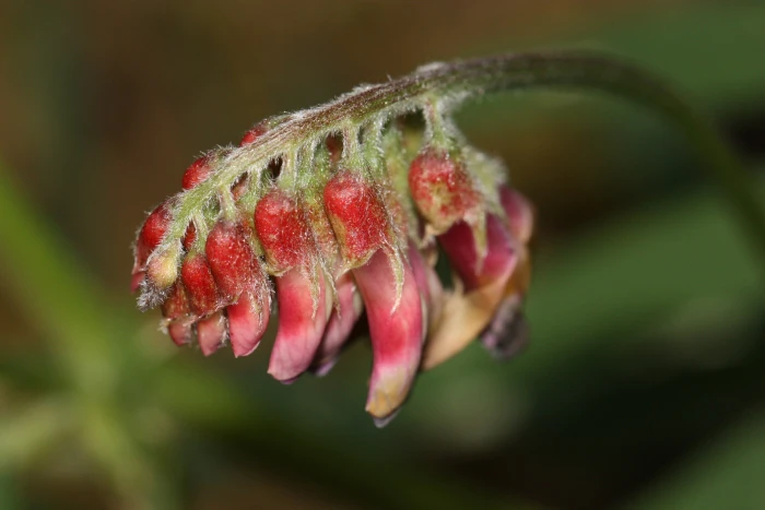 Vicia nigricans image