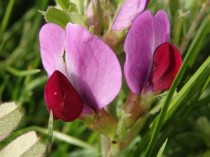 Vicia sativa image