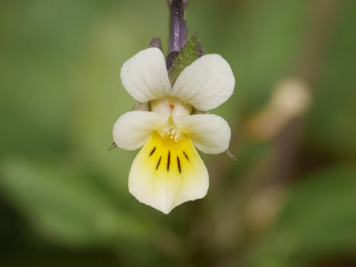 Viola arvensis image