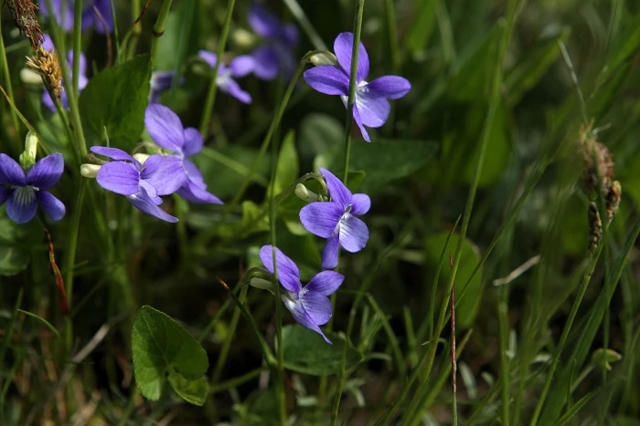 Viola canina image