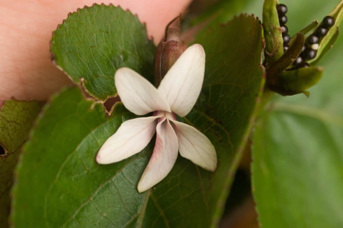 Viola chamissoniana image