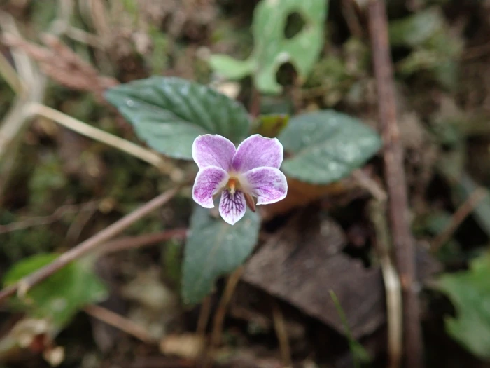 Viola hamiltoniana image
