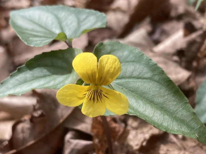 Viola hastata image