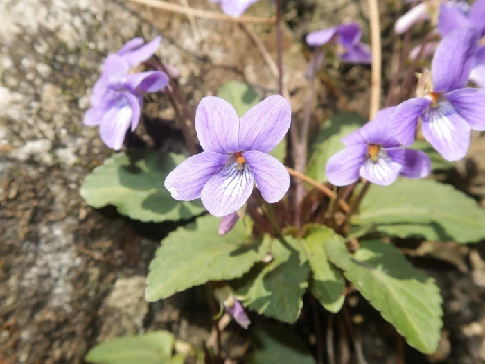 Viola japonica image