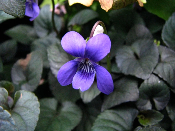 Viola labradorica image