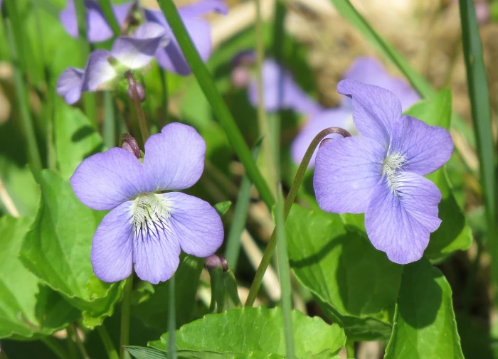 Viola nephrophylla image