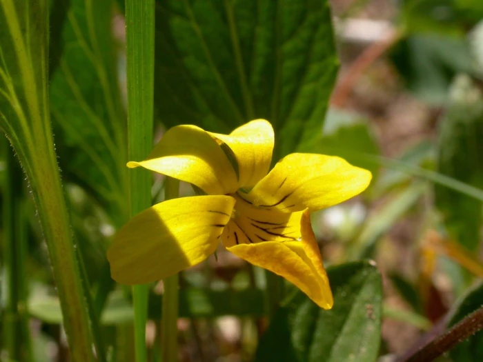 Viola nuttallii image