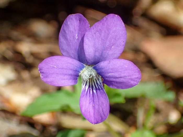 Viola palmata image