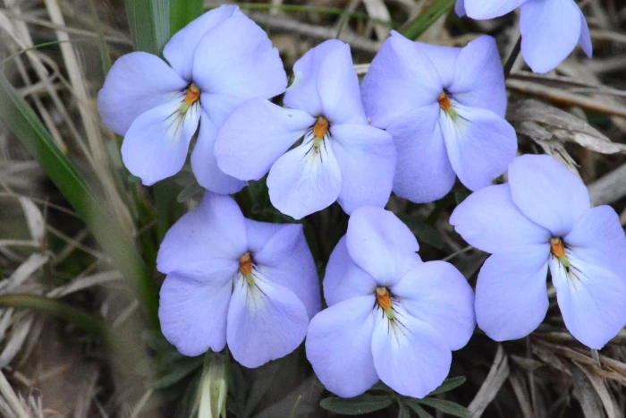 Viola pedata image