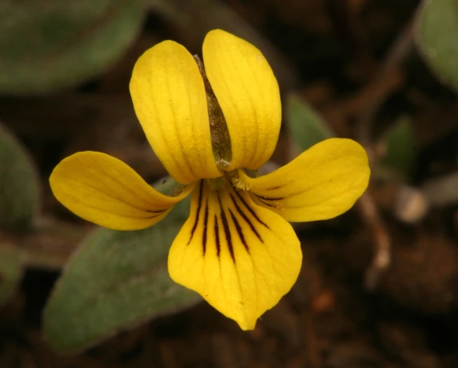 Viola praemorsa image