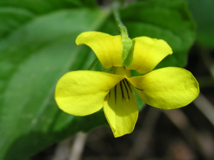 Viola pubescens image