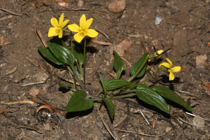 Viola purpurea image