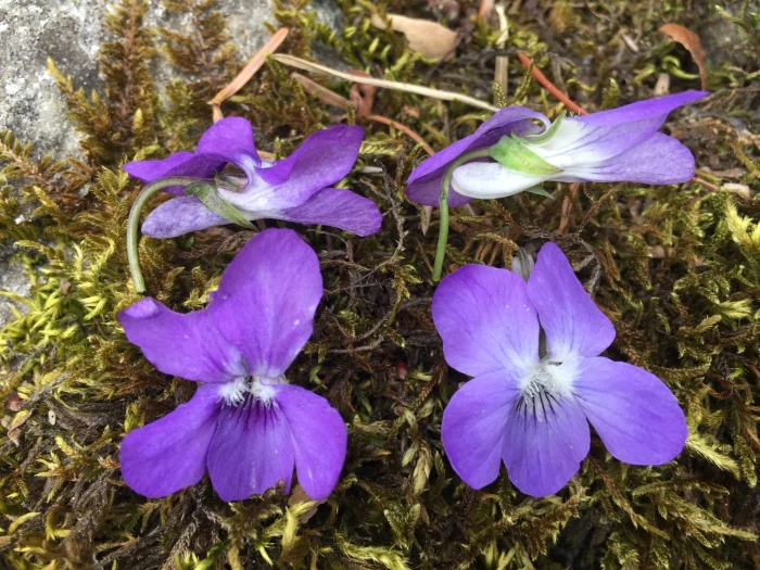 Viola reichenbachiana image