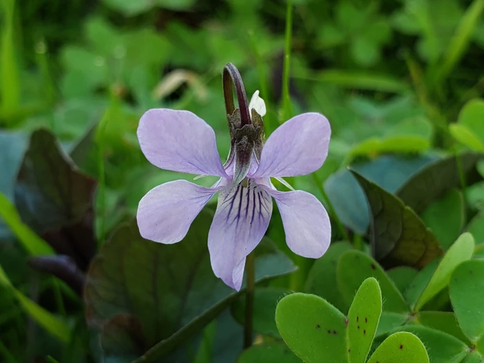 Viola riviniana image