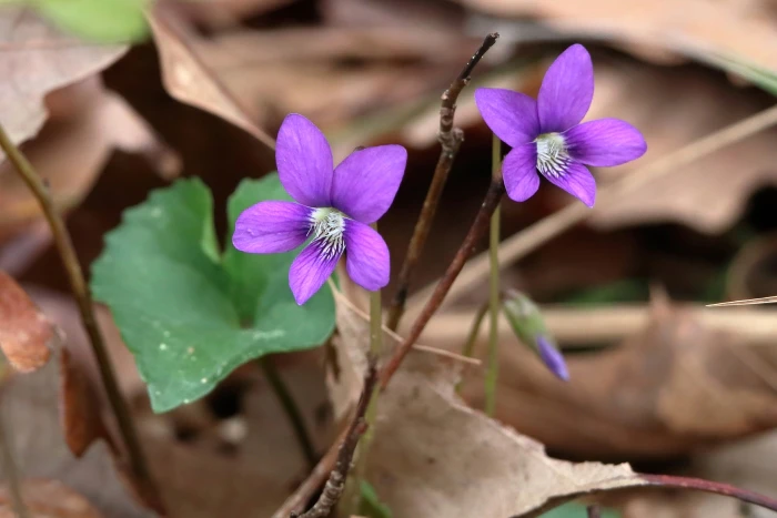 Viola sagittata image
