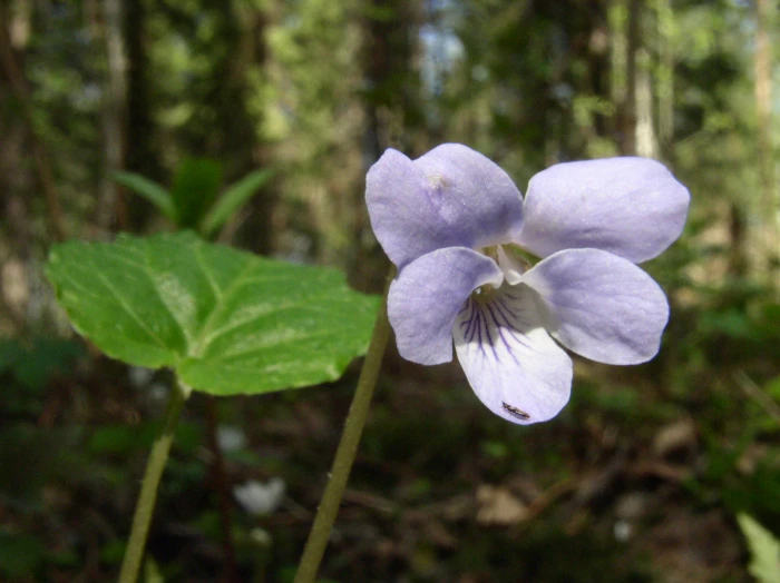 Viola selkirkii image