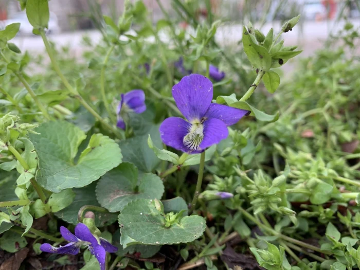 Viola sororia image