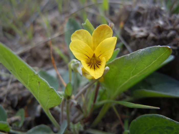 Viola vallicola image
