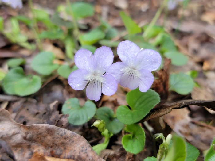 Viola walteri image