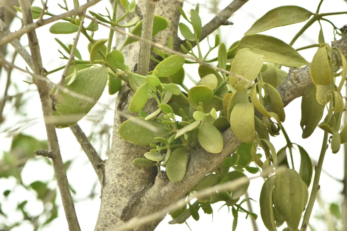Viscum cruciatum image