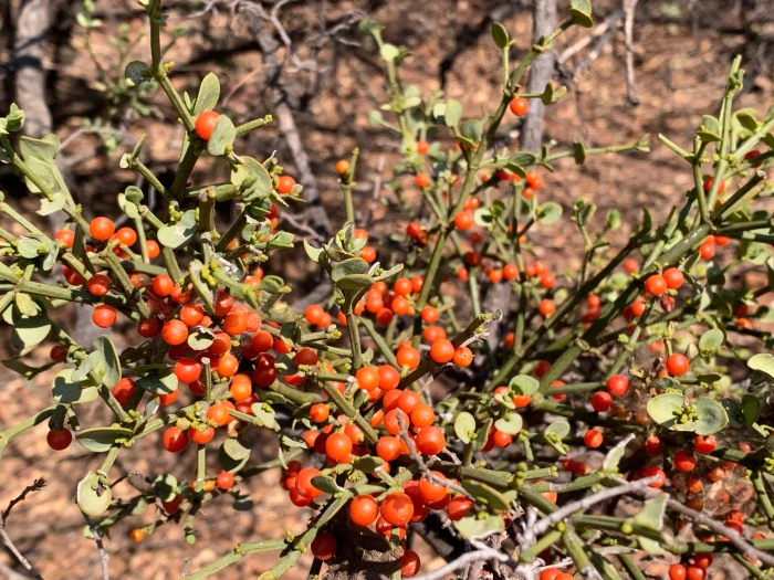 Viscum rotundifolium image