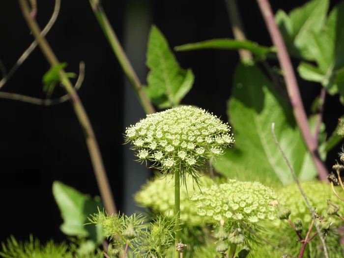 Visnaga daucoides image