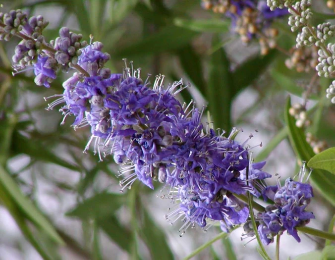 Vitex agnus-castus image