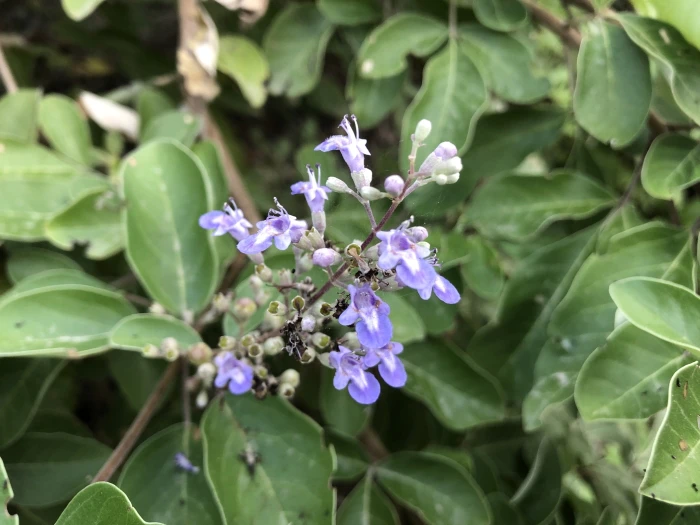 Vitex rotundifolia image