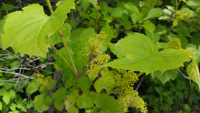 Vitis aestivalis image