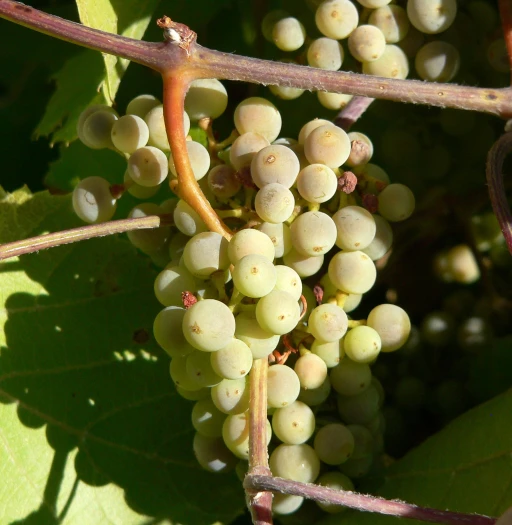 Vitis arizonica image