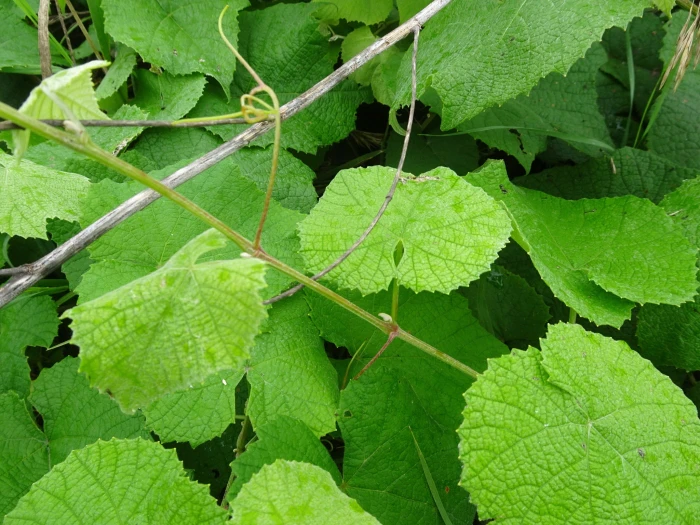 Vitis cinerea image