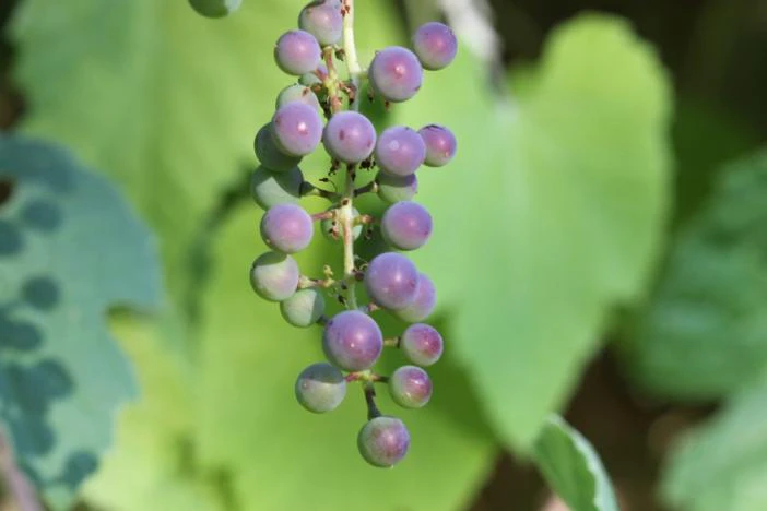 Vitis giradiana image