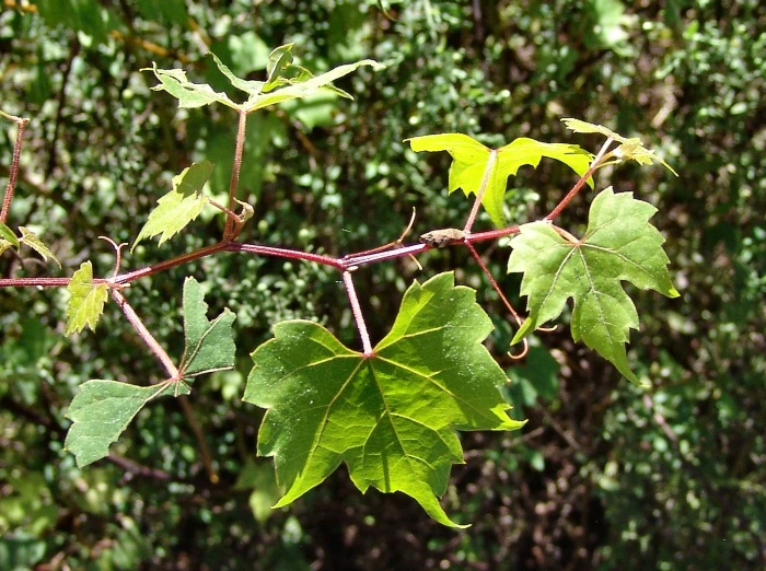 Vitis palmata image