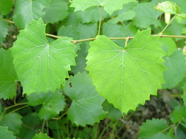 Vitis rotundifolia image