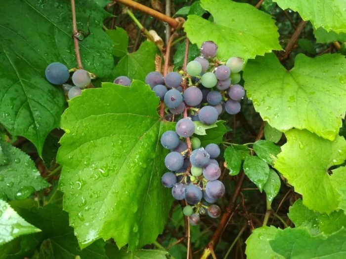 Vitis vinifera image