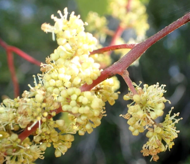 Vitis vulpina image