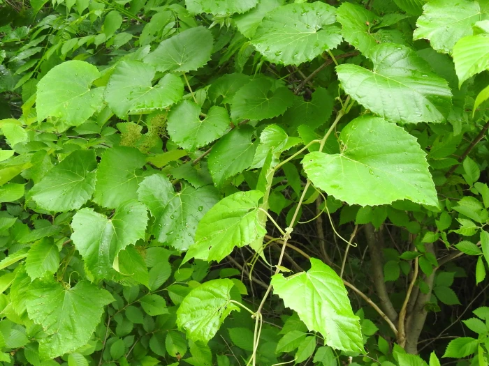 Vitis vulpina image