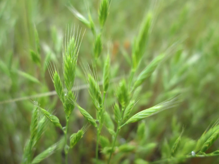 Vulpia octoflora image