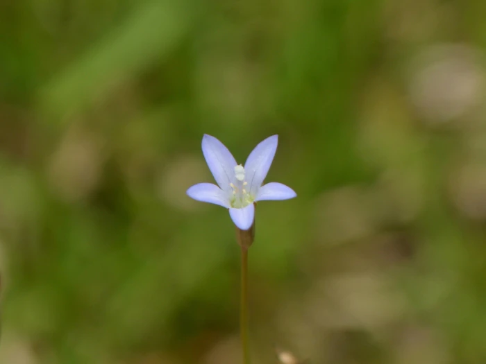 Wahlenbergia linarioides image