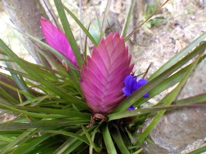 Wallisia cyanea image