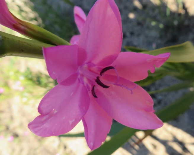 Watsonia borbonica image