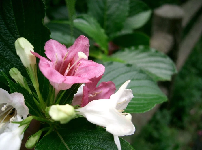 Weigela coraeensis image