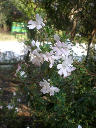 Westringia brevifolia image