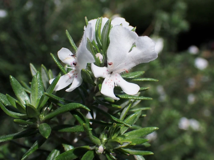 Westringia fruticosa image